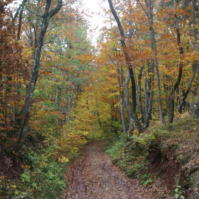"Forest path" by Nature2Cool Photography - $12.20 "Forest path" stock image