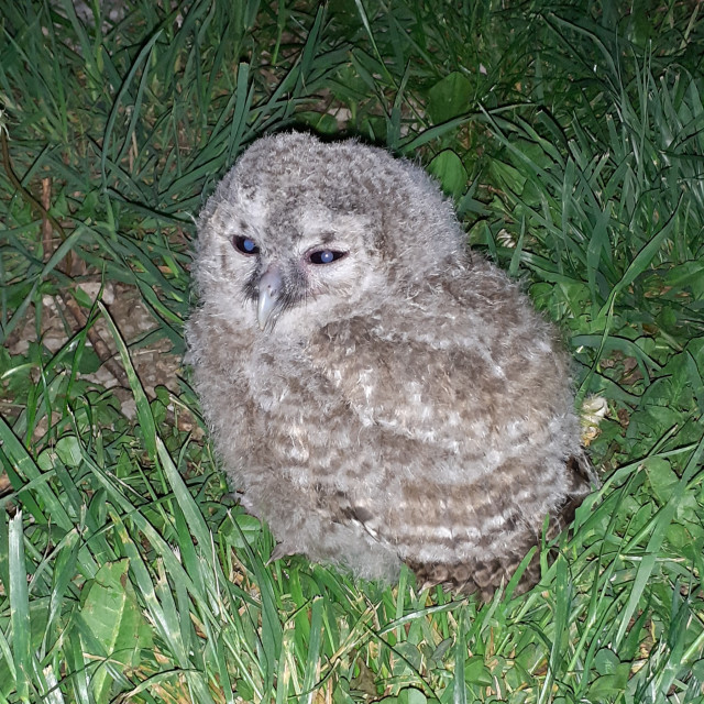 "Baby owl with blue eyes" by Nature2Cool Photography - $31.47 "Baby owl with blue eyes" stock image