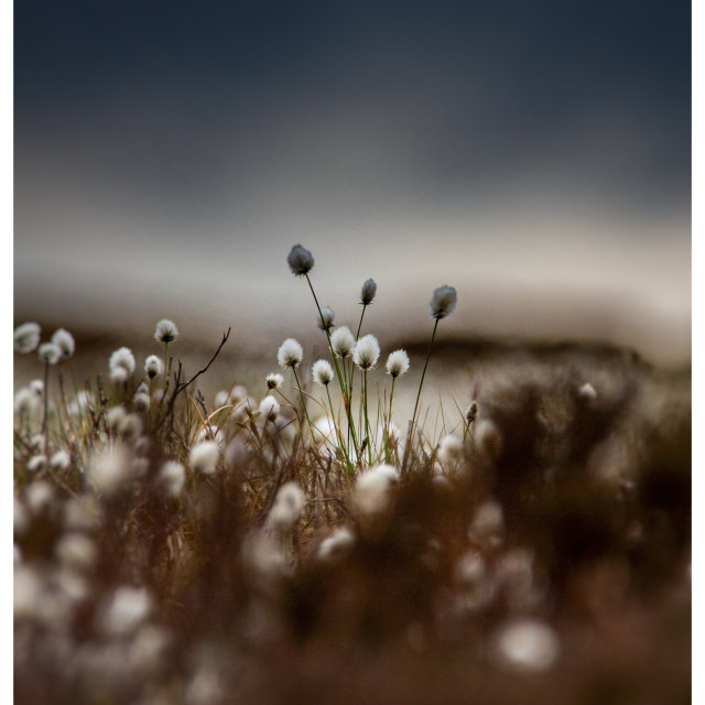 "Cotton Grass" by Simon Martin - £15.00 "Cotton Grass" stock image