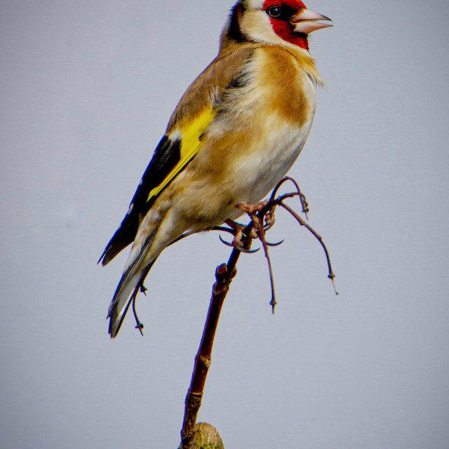"King of the castle" by Simon Martin - £15.00 "King of the castle" stock image