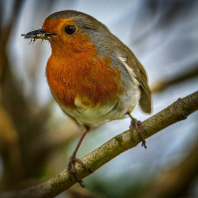 "The Flycatcher" by Simon Martin - £15.00 "The Flycatcher" stock image