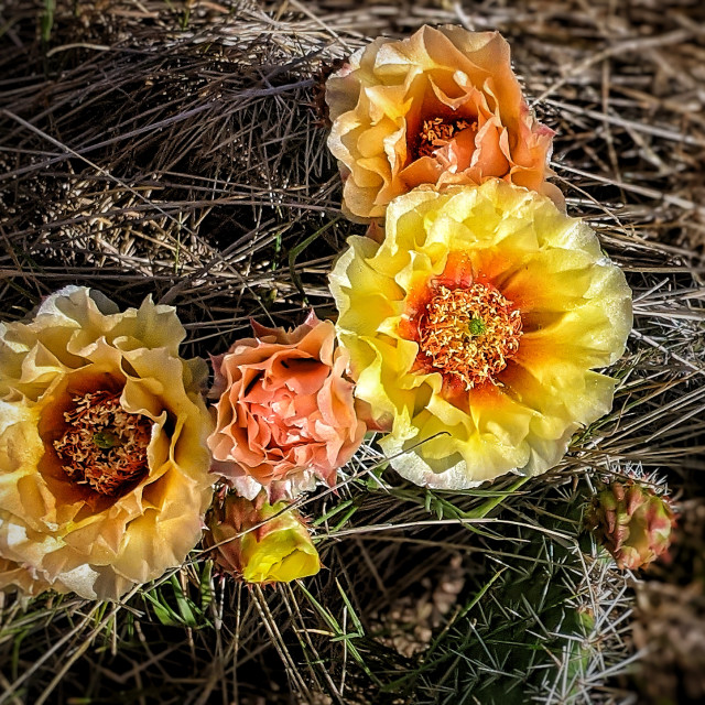 "The cactus has bloomed" by MLLL Photography - $21.38 "The cactus has bloomed" stock image