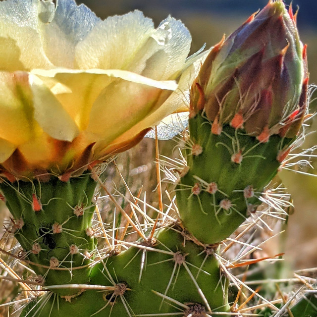 "Bloom waiting its turn" by MLLL Photography - $21.38 "Bloom waiting its turn" stock image