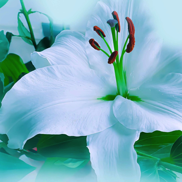 "A single White Lily" stock image