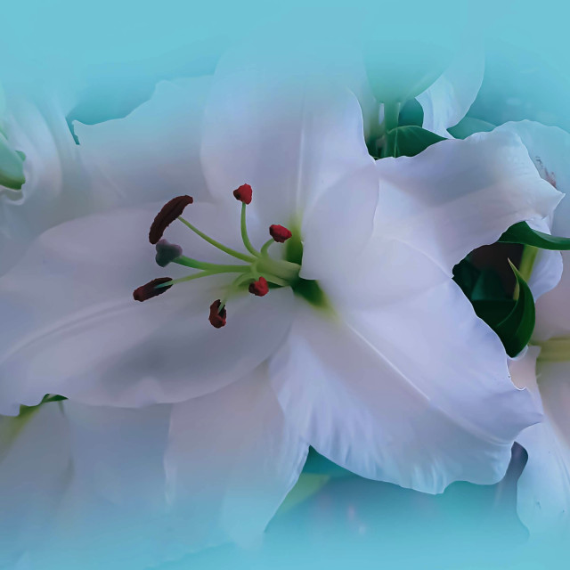 "Beautiful White Lilies" stock image