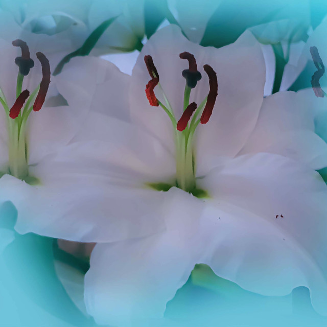 "Beautiful White Lilies" stock image