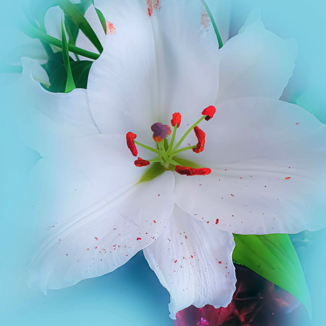 "White Lily flower" stock image