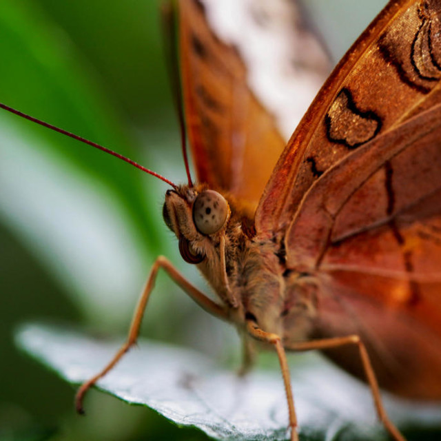 "Close up butterfly" stock image