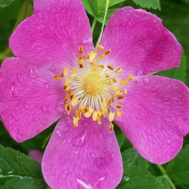 "Summer flower" by Nature2Cool Photography - $18.30 "Summer flower" stock image