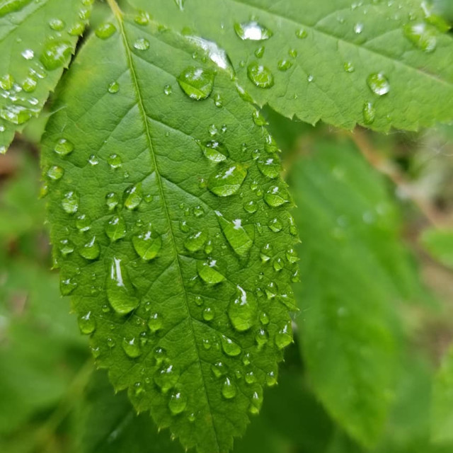 "rain drop on leaves" by Nature2Cool Photography - $12.20 "rain drop on leaves" stock image