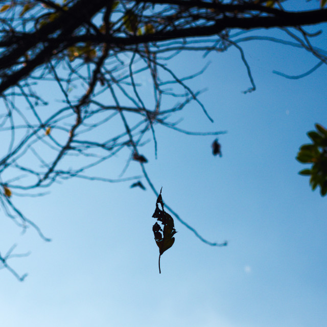 "The Last Leaf" stock image