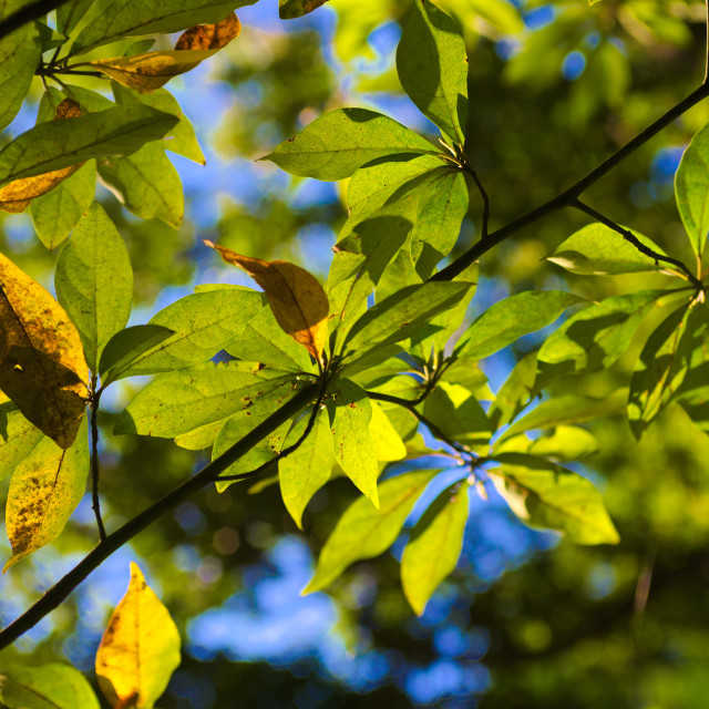 "Sunny Leaves" stock image