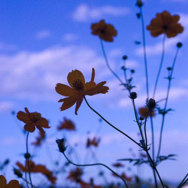 "Flowers in Shadow" by Blue Magister - £20.00 "Flowers in Shadow" stock image