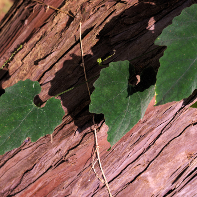 "Climbing Ivy" stock image