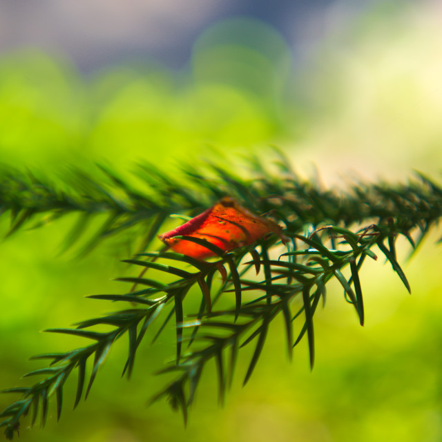 "Red Leaf" by Blue Magister - £20.00 "Red Leaf" stock image