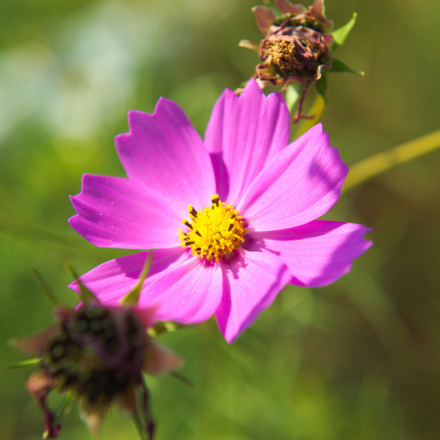 "Purple Flower" stock image