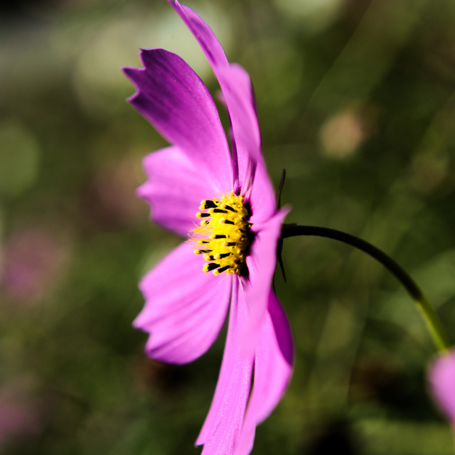 "Side Purple FLower" stock image