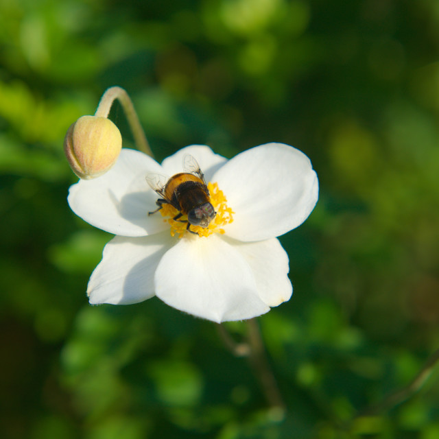 "Fly in Flower" by Blue Magister - £20.00 "Fly in Flower" stock image