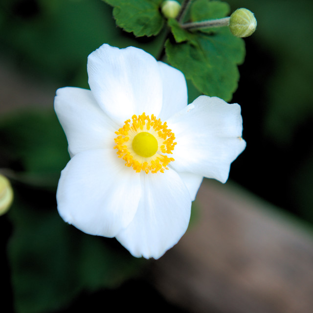 "A White Flower" stock image