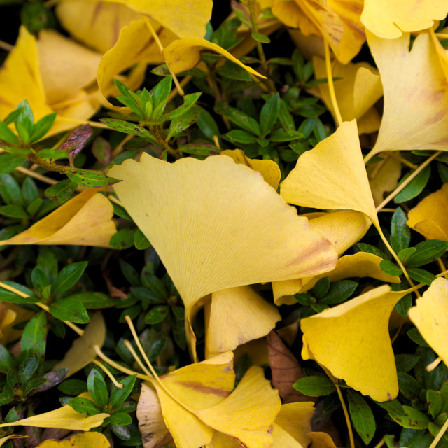 "Gingko Leaves in Fall" by Blue Magister - £25.00 "Gingko Leaves in Fall" stock image