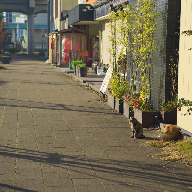 "Early Morning Cat" by Blue Magister - £30.00 "Early Morning Cat" stock image