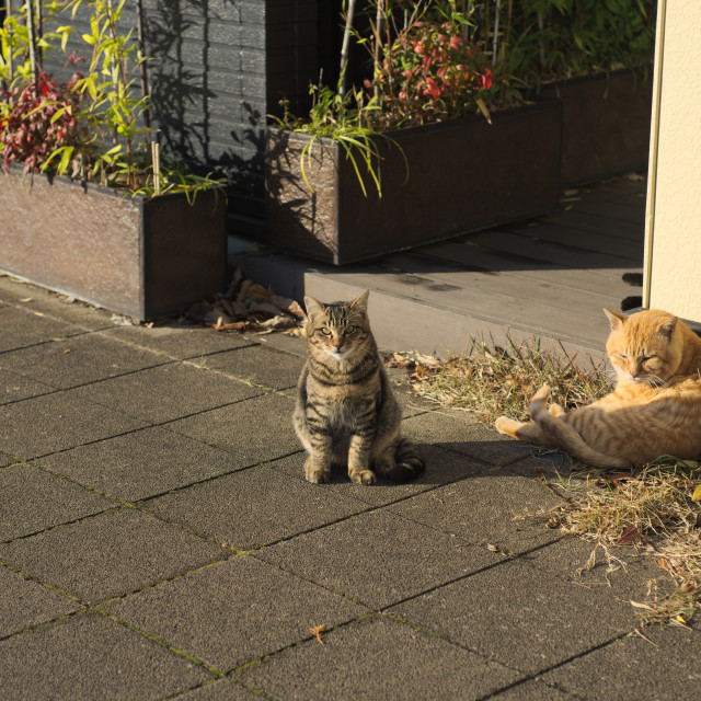 "Staring Cat" by Blue Magister - £40.00 "Staring Cat" stock image