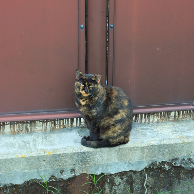"Stray Cat Sitting" by Blue Magister - £40.00 "Stray Cat Sitting" stock image
