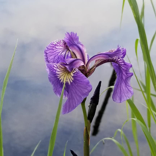 "Wild Iris near lake" by Nature2Cool Photography - $12.20 "Wild Iris near lake" stock image