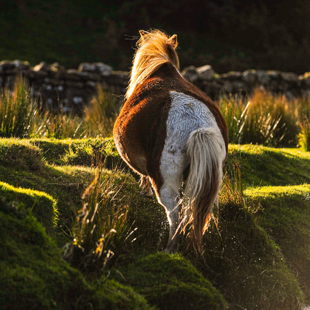 "Dartmoor Pony;" stock image