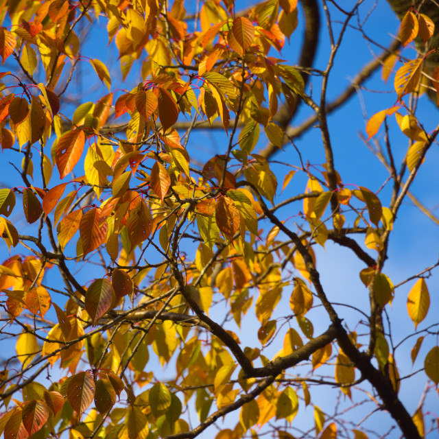 "Fall Yellow" stock image