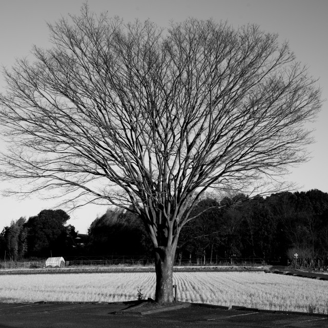 "The Love Tree" stock image