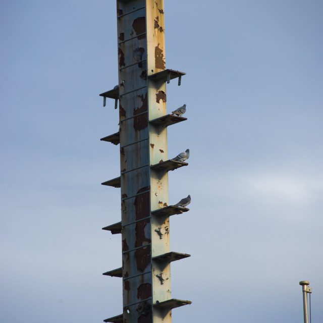 "Tower Birds" by Blue Magister - £20.00 "Tower Birds" stock image