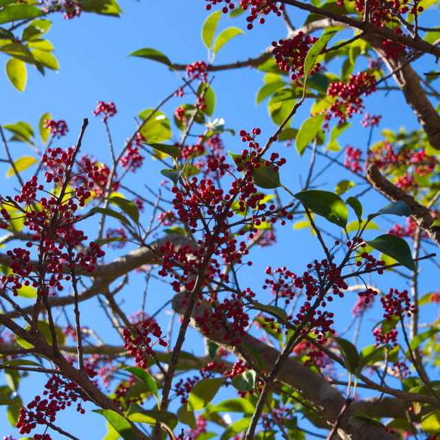 "Berries in Spring" by Blue Magister - £20.00 "Berries in Spring" stock image