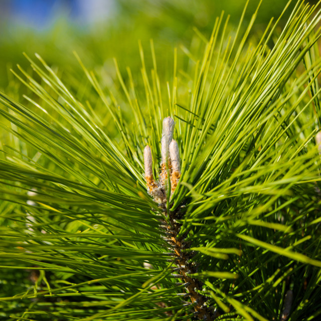 "Pine Needles" stock image