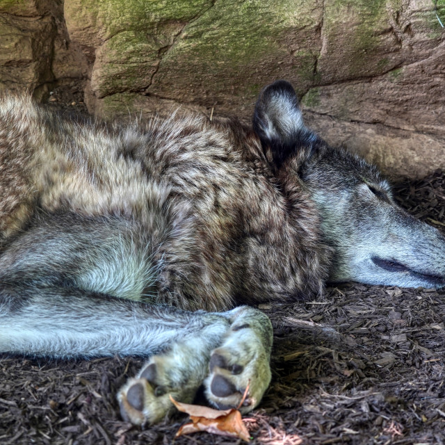 "Sleeping Wolf" stock image