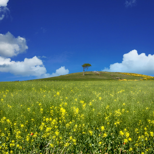"Gallow Hill, South Sutor" by John McGowan - £10.00 "Gallow Hill, South Sutor" stock image