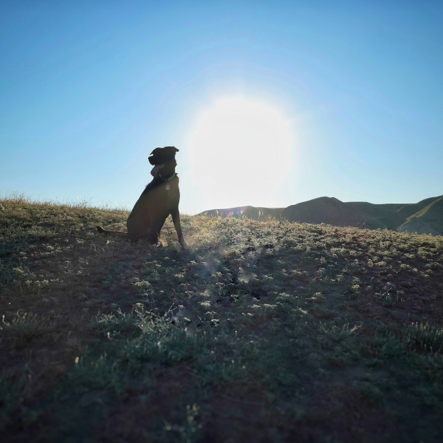 "Sun dog" by MLLL Photography - $21.38 "Sun dog" stock image