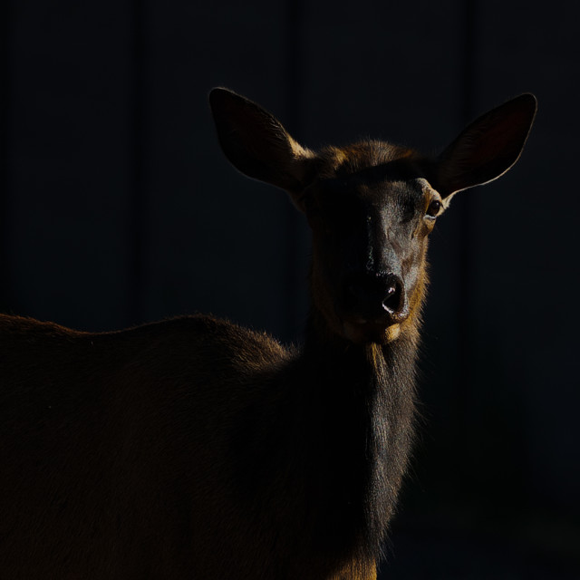 "animal-elk-shadow-sunrise-wildlife" by Chuck Taylor - £83.00 "animal-elk-shadow-sunrise-wildlife" stock image