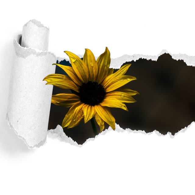 "daisy-flower-tear-3d" by Chuck Taylor - £83.00 "daisy-flower-tear-3d" stock image