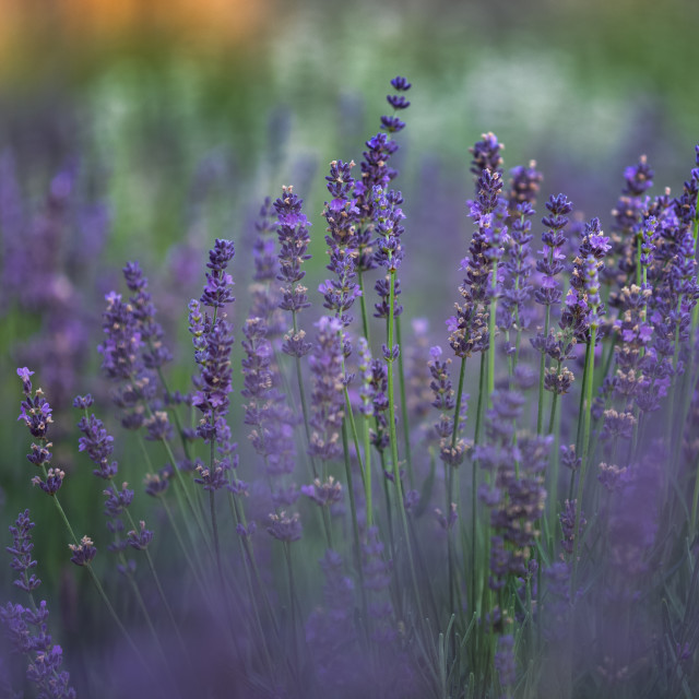 "Lavender Times" by Chuck Taylor - £83.00 "Lavender Times" stock image