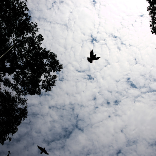 "Flyaway Prayer" stock image