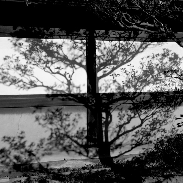 "Shadow Tree" by Blue Magister - £40.00 "Shadow Tree" stock image