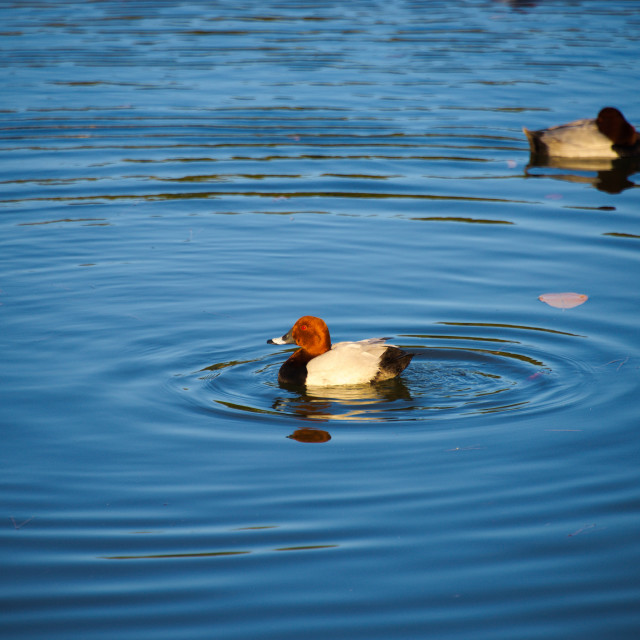 "Duck" by Blue Magister - £40.00 "Duck" stock image