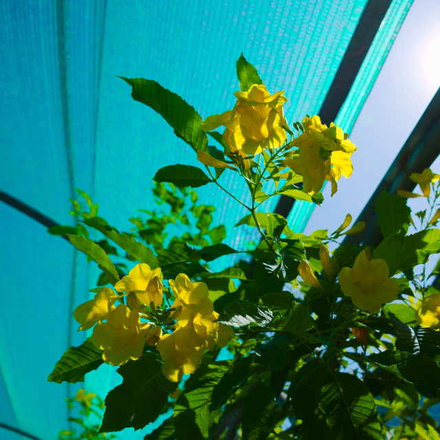 "Yellow Flower" by Blue Magister - £20.00 "Yellow Flower" stock image