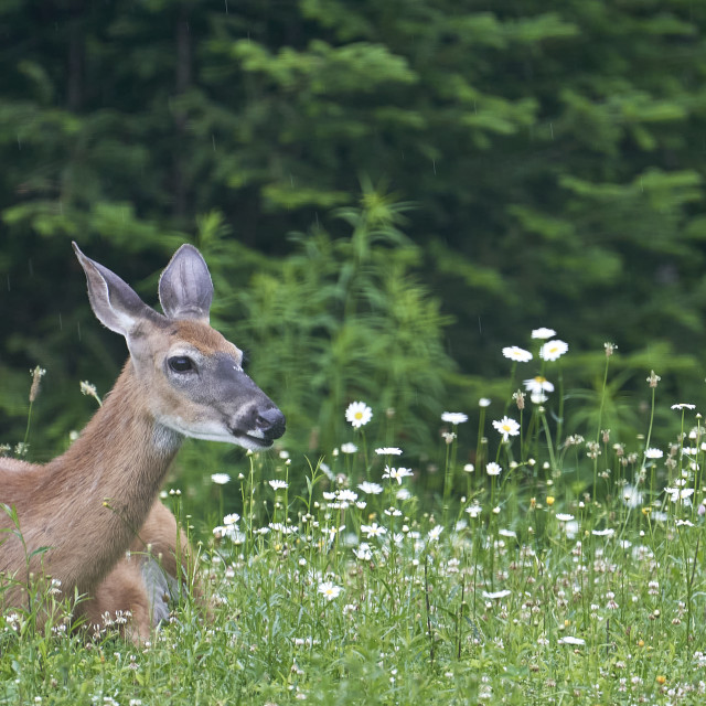 "Oh Deer!" stock image