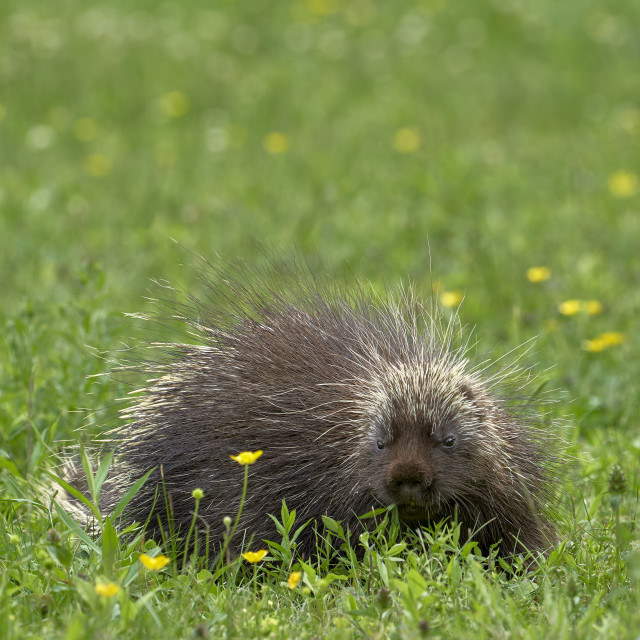 "Porcupine doing his thing" stock image