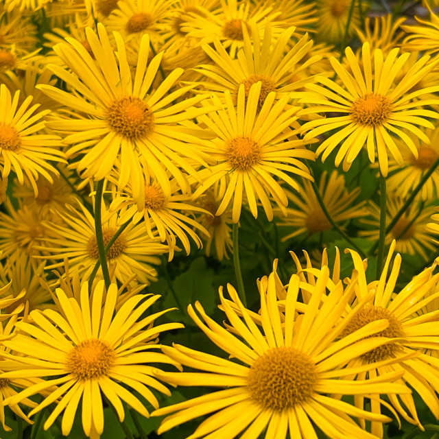 "Yellow flowers" stock image