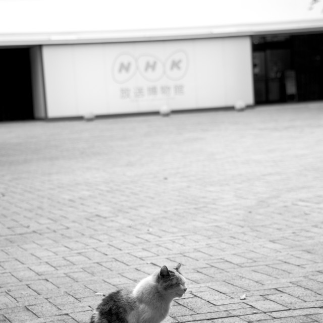 "Cat and NHK" stock image