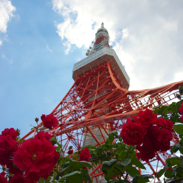 "Tokyo Tower and Roses" by Blue Magister - £150.00 "Tokyo Tower and Roses" stock image