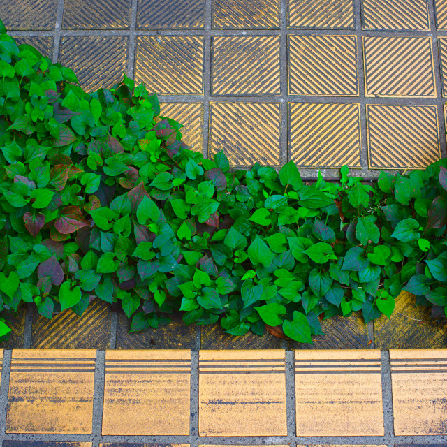 "Ivy and Brick" stock image